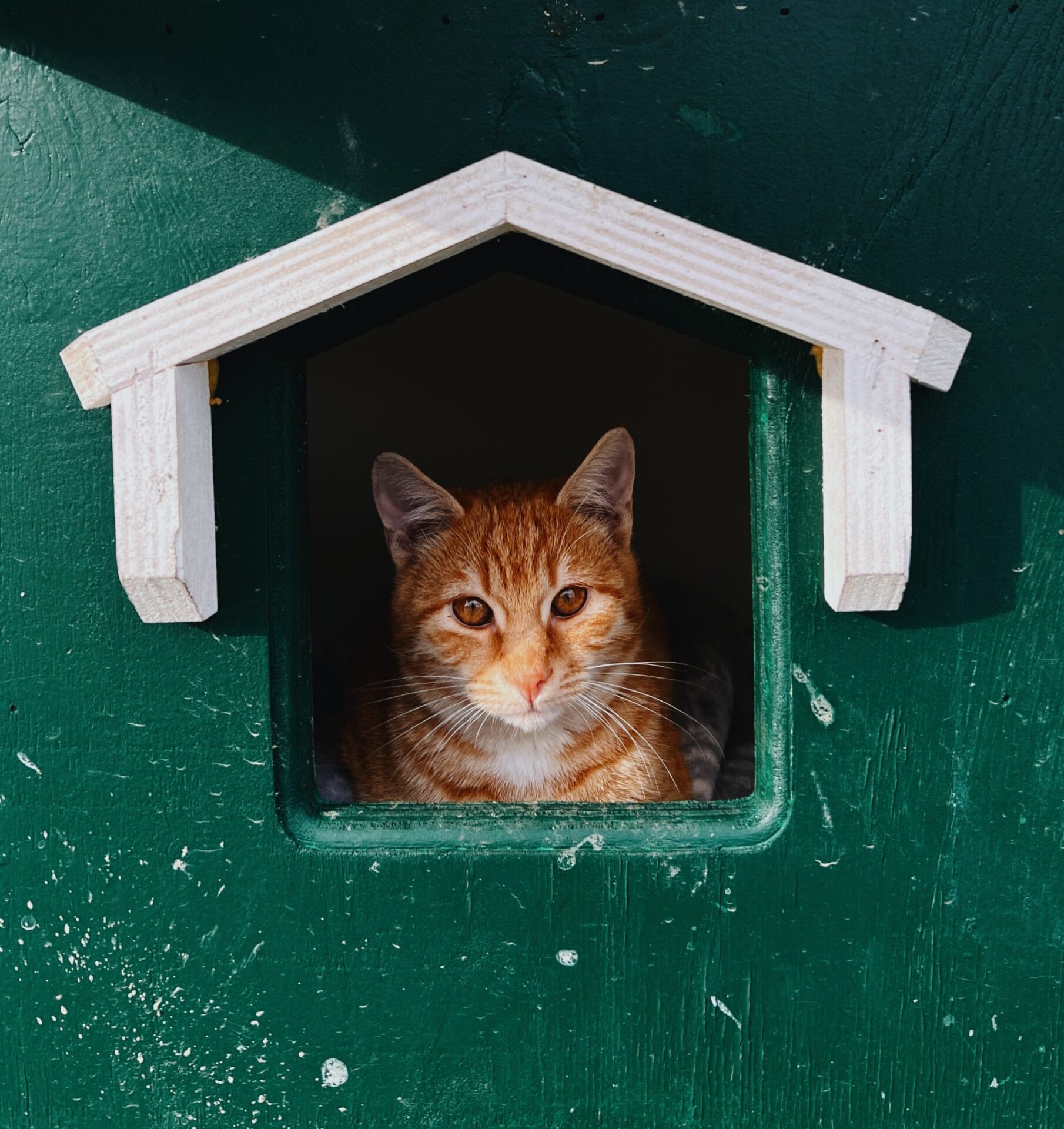 Kattelem i glasdør | Priser, viden & 3 uforpligtende tilbud - Klik